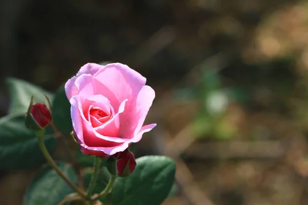 Ροζ τριαντάφυλλο, φύση — Φωτογραφία Αρχείου