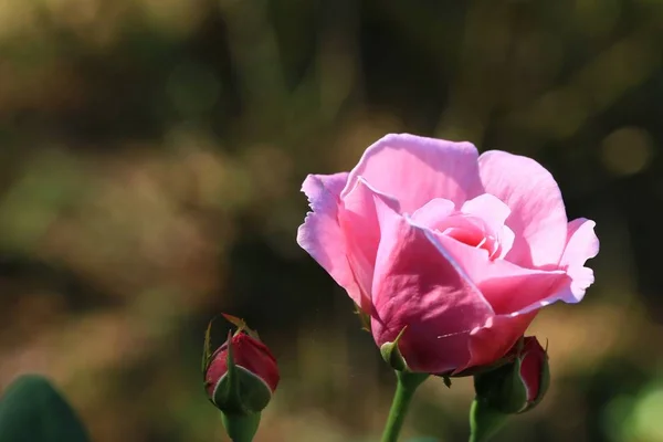 Ροζ τριαντάφυλλο, φύση — Φωτογραφία Αρχείου