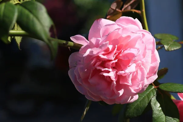Różowa Róża na charakter — Zdjęcie stockowe