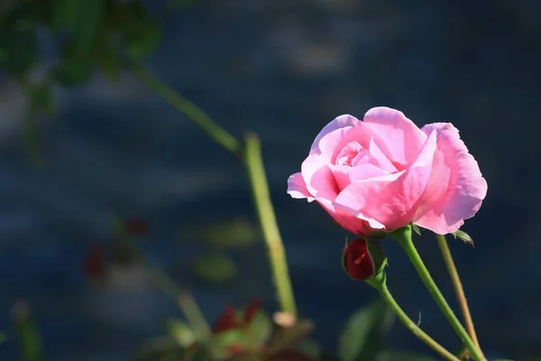 Rosa Rose auf die Natur — Stockfoto