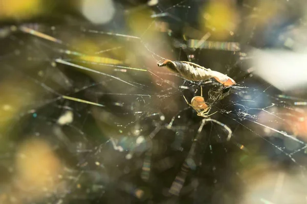 Teia de aranha na natureza — Fotografia de Stock