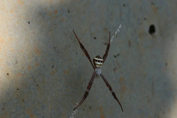 Spider web on nature — Stock Photo, Image