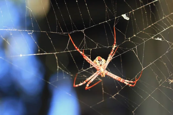自然にクモの巣 — ストック写真