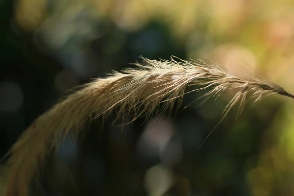 Grass flowers on nature — Stock Photo, Image