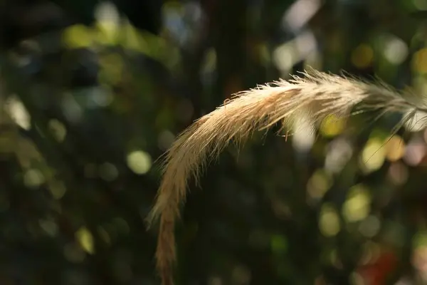 Grass flowers on nature — Stock Photo, Image