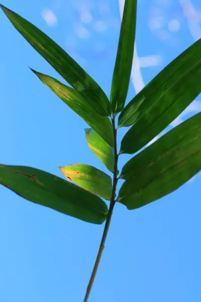 Hojas de bambú en la naturaleza — Foto de Stock