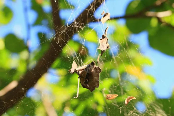 Doğa içinde örümcek ağı — Stok fotoğraf