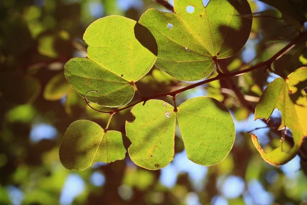 Hojas verdes sobre la naturaleza —  Fotos de Stock