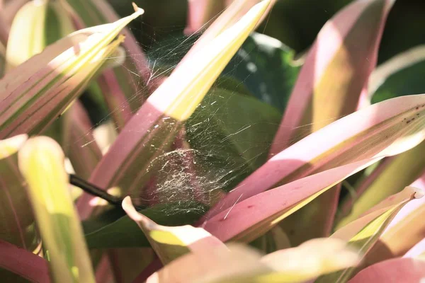 Doğa içinde örümcek ağı — Stok fotoğraf