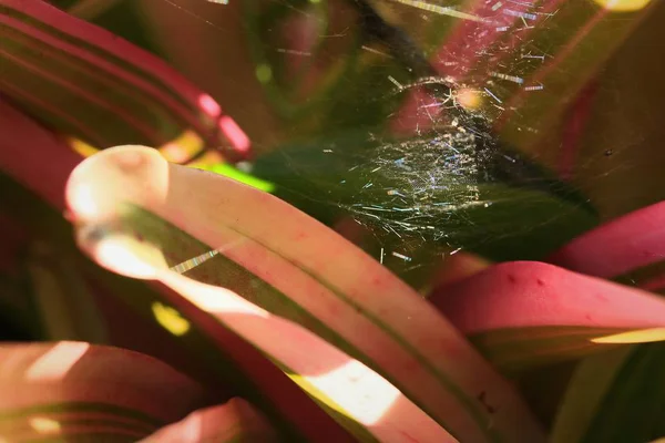 Teia de aranha na natureza — Fotografia de Stock