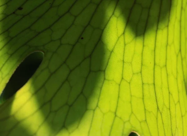 Grön ormbunke på naturen — Stockfoto