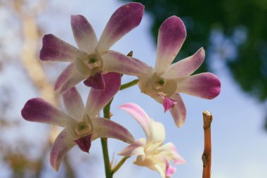 doğada pembe orkide