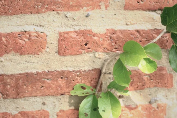 Green vine in nature — Stock Photo, Image