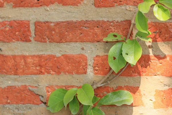 Vid verde en la naturaleza —  Fotos de Stock