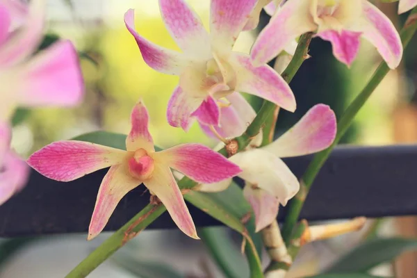 Розовая орхидея в природе — стоковое фото