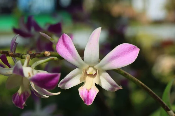 Orquídea rosa en la naturaleza — Foto de Stock