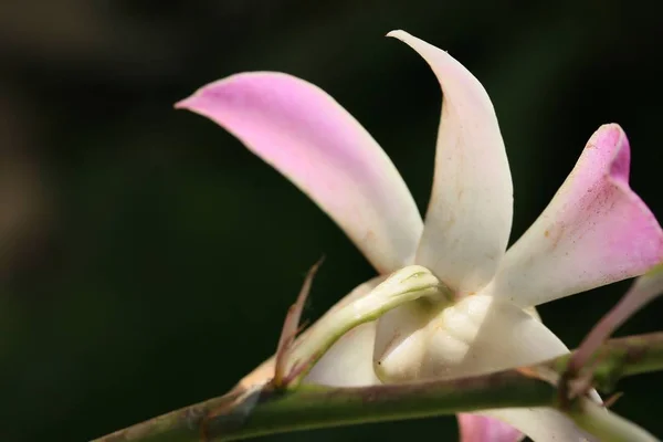 Orquídea rosa na natureza — Fotografia de Stock