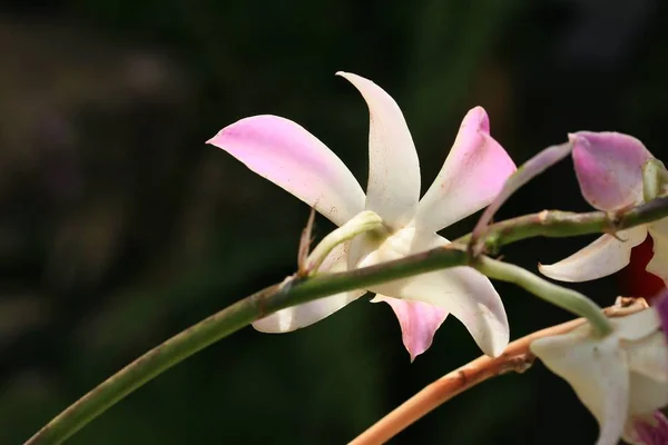 Orquídea rosa en la naturaleza — Foto de Stock