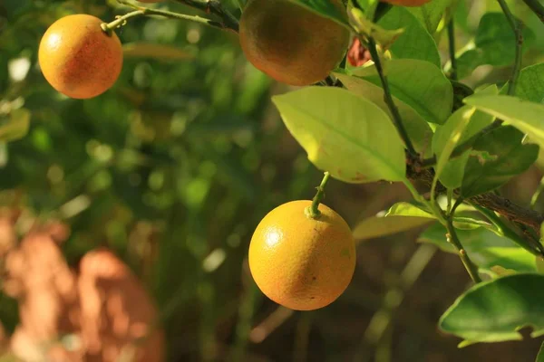 Oranje boom in de natuur — Stockfoto