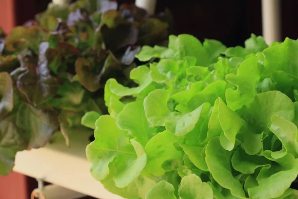 Lettuce hydroponics in the nature — Stock Photo, Image