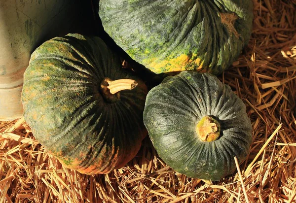 Pumpkin in the market — Stock Photo, Image