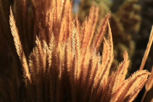 Trockenes Gras Blume und Schatten — Stockfoto