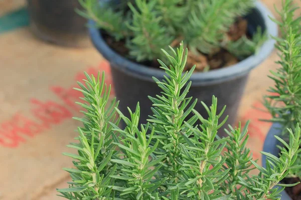 Rosemary in the nature — Stock Photo, Image