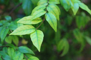 doğanın yeşil yaprak