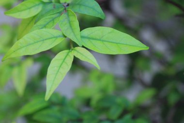 doğanın yeşil yaprak