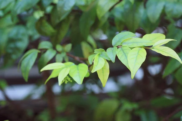 Hoja verde en la naturaleza —  Fotos de Stock