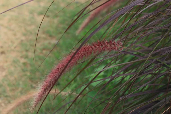 Grass flowers in nature — Stock Photo, Image