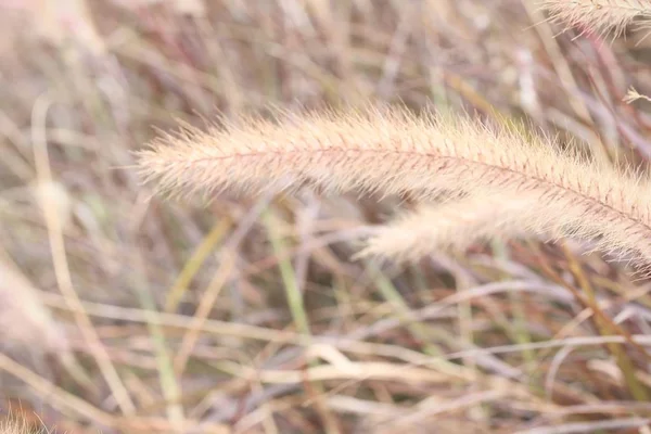 Gras bloemen in de natuur — Stockfoto