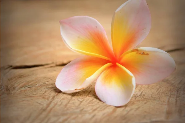 Plumeria flor em madeira — Fotografia de Stock