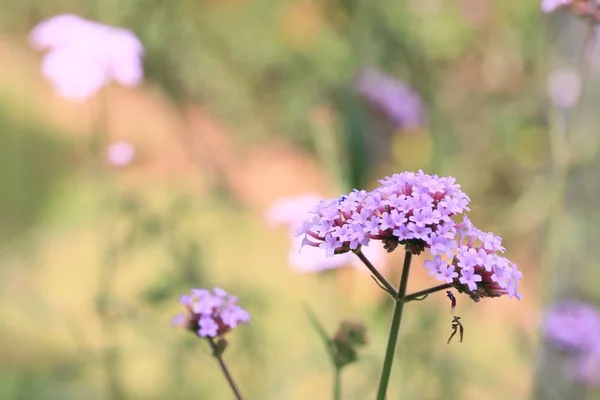 Фиолетовые цветы в природе — стоковое фото