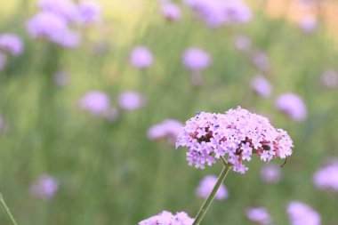 Doğada mor çiçekler