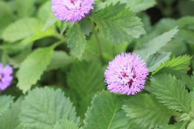 Doğada mor çiçekler