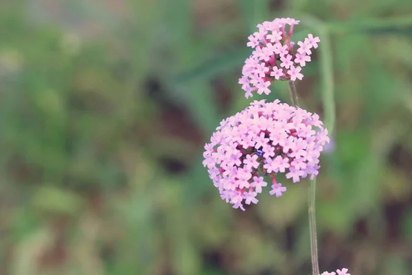 Фіолетові квіти в природі — стокове фото