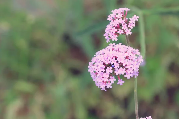 Doğada mor çiçekler — Stok fotoğraf