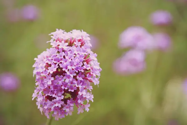 자연계의 보라색 꽃들 — 스톡 사진