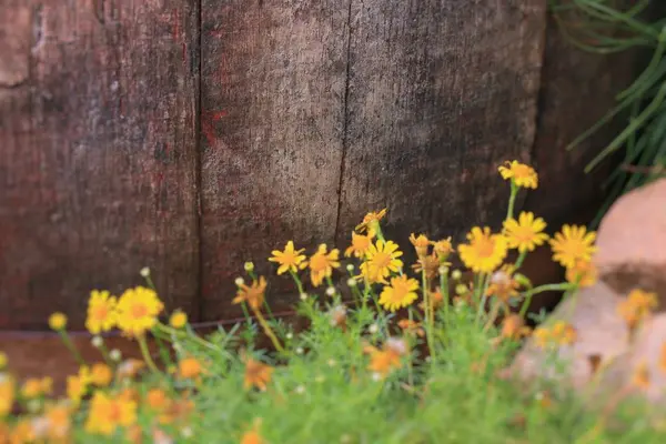 Suddig blomma på naturen — Stockfoto