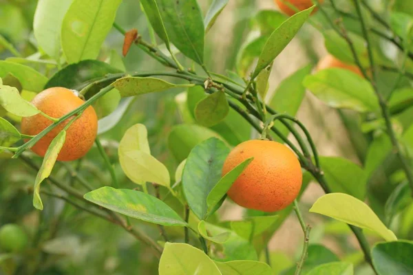 Orange Tree i naturen — Stockfoto