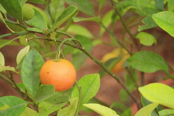 Pomarańczowe drzewa w przyrodzie — Zdjęcie stockowe