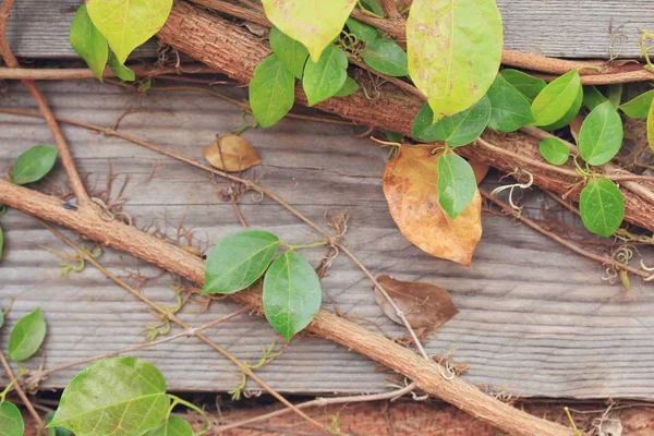 Groene wijnstokken in de natuur — Stockfoto