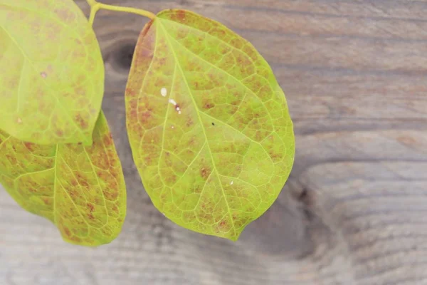 Vid verde en la naturaleza —  Fotos de Stock