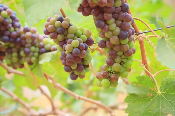 Świeże winogrona w winnicy — Zdjęcie stockowe