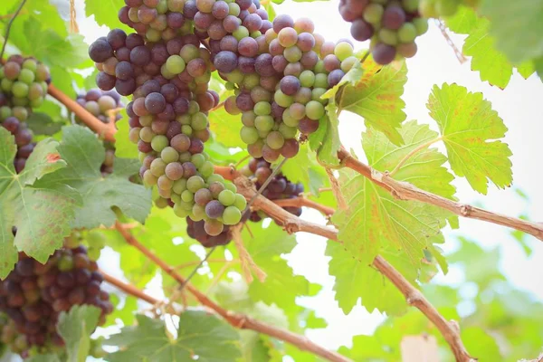 Uvas frescas em vinha — Fotografia de Stock