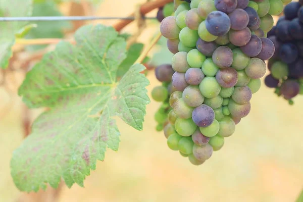 Uvas frescas em vinha — Fotografia de Stock