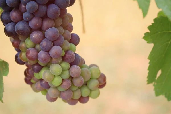 Uvas frescas em vinha — Fotografia de Stock