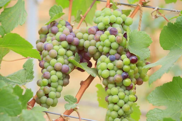 Uvas frescas em vinha — Fotografia de Stock