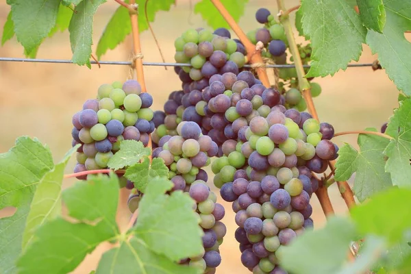 Uvas frescas em vinha — Fotografia de Stock